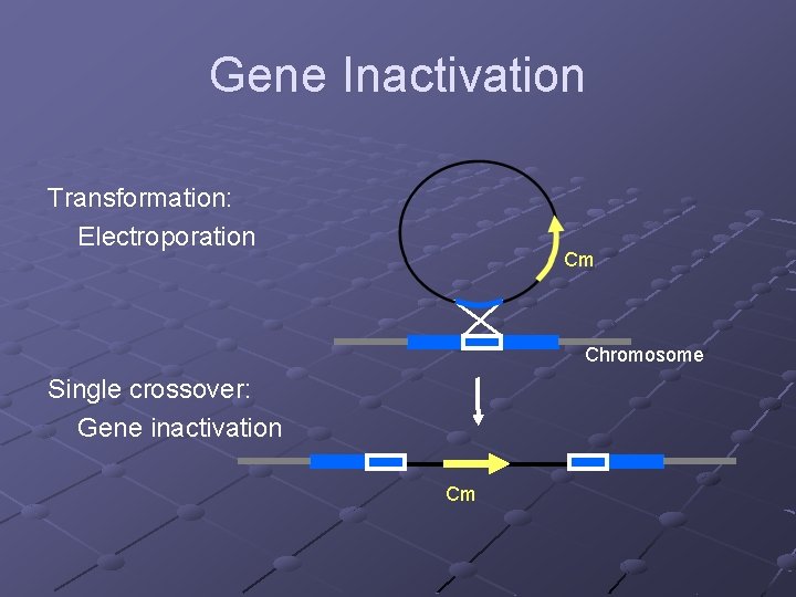 Gene Inactivation Transformation: Electroporation Cm Chromosome Single crossover: Gene inactivation Cm 