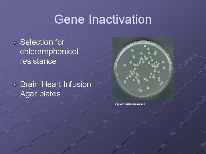 Gene Inactivation Selection for chloramphenicol resistance Brain-Heart Infusion Agar plates http: //www. emdchemicals. com