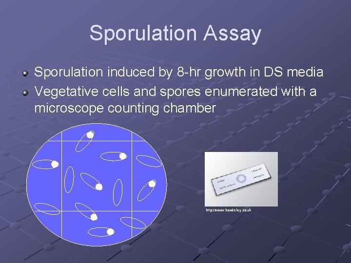 Sporulation Assay Sporulation induced by 8 -hr growth in DS media Vegetative cells and