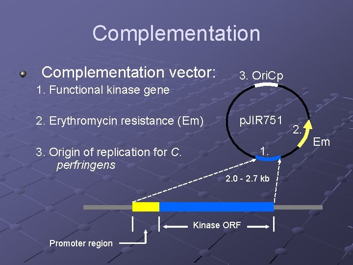Complementation vector: 3. Ori. Cp 1. Functional kinase gene 2. Erythromycin resistance (Em) p.