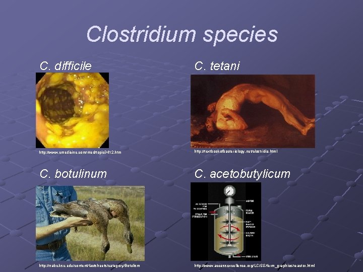 Clostridium species C. difficile C. tetani http: //www. emedicine. com/med/topic 3412. htm http: //textbookofbacteriology.