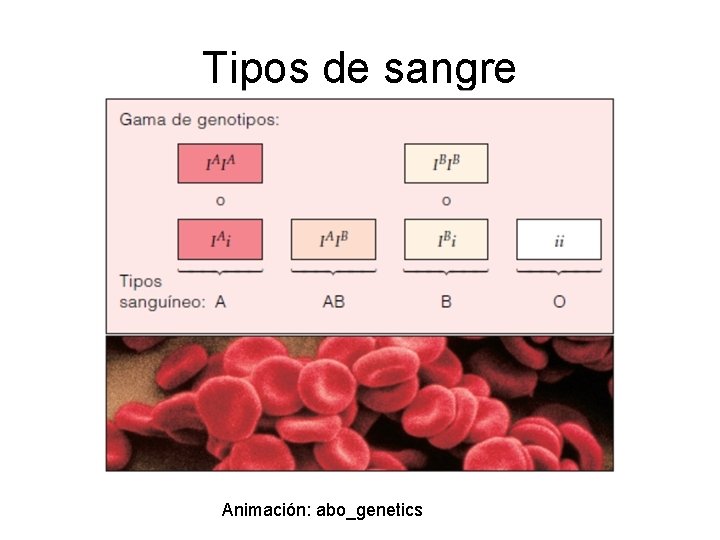 Tipos de sangre Animación: abo_genetics 