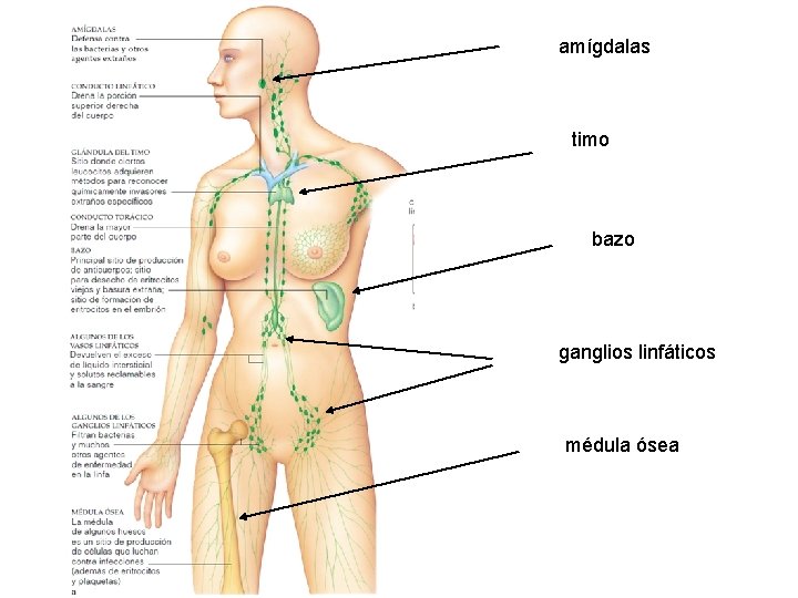 amígdalas timo bazo ganglios linfáticos médula ósea 