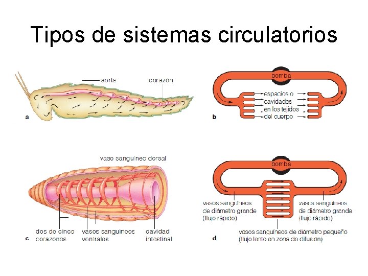 Tipos de sistemas circulatorios 