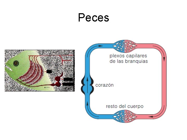 Peces 