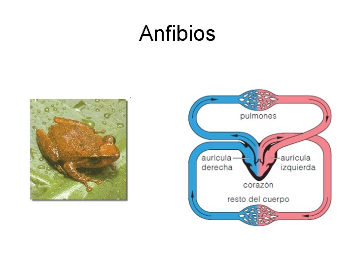 Anfibios 