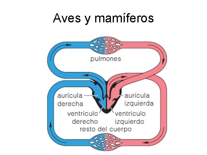 Aves y mamíferos 