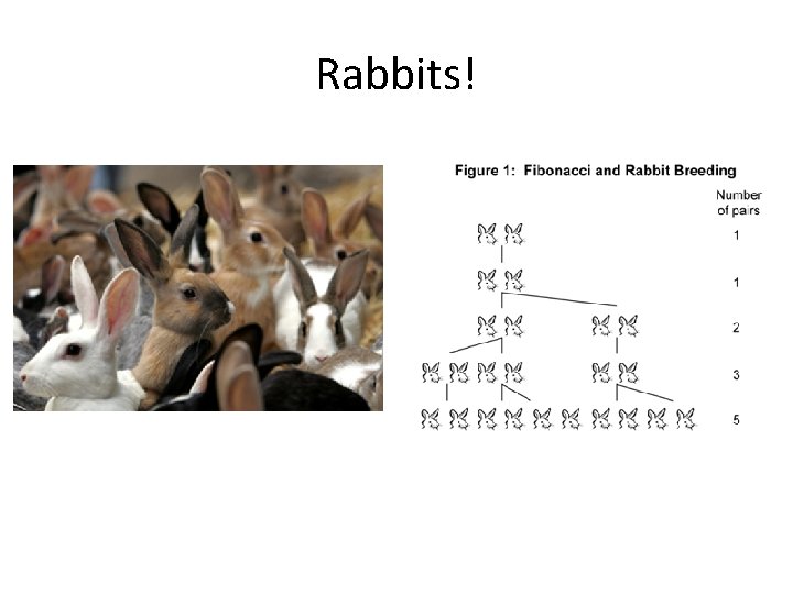 Rabbits! 