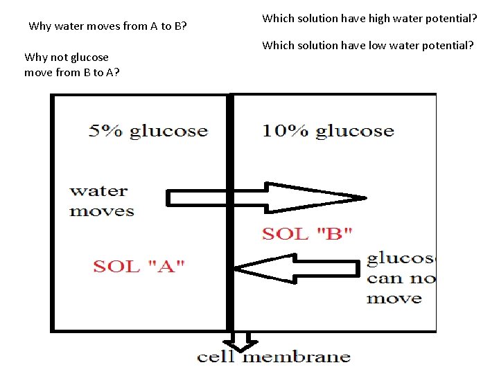 Why water moves from A to B? Why not glucose move from B to