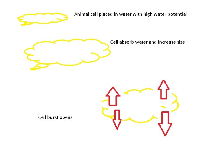 Animal cell placed in water with high water potential Cell absorb water and increase