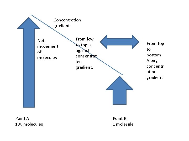 Concentration gradient Net movement of molecules Point A 100 molecules From low to top