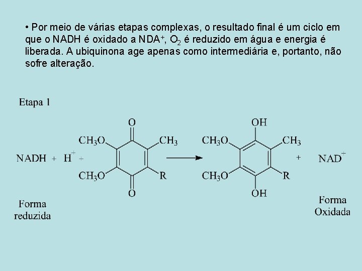  • Por meio de várias etapas complexas, o resultado final é um ciclo