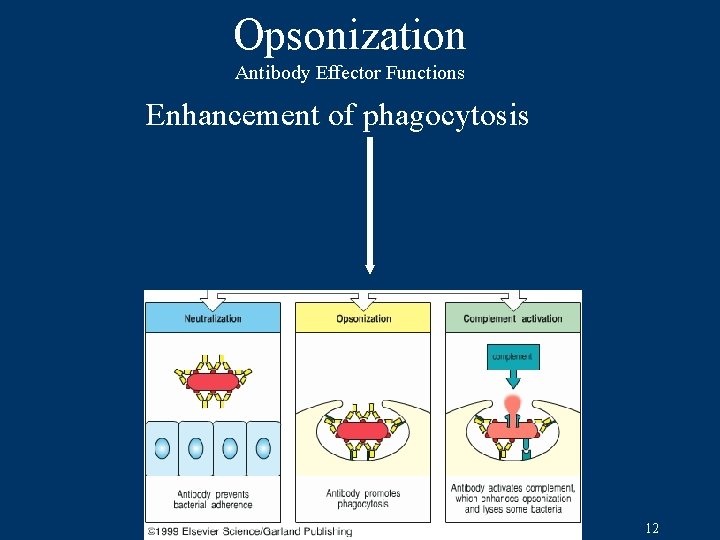 Opsonization Antibody Effector Functions Enhancement of phagocytosis 12 