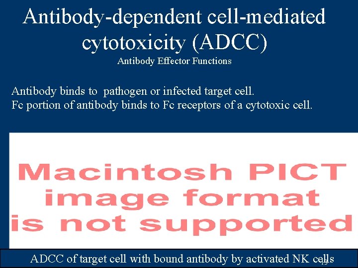 Antibody-dependent cell-mediated cytotoxicity (ADCC) Antibody Effector Functions Antibody binds to pathogen or infected target