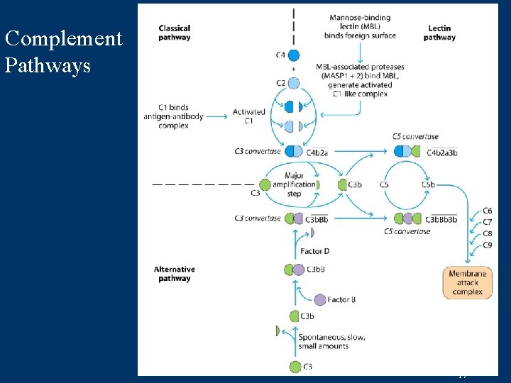 Complement Pathways 17 