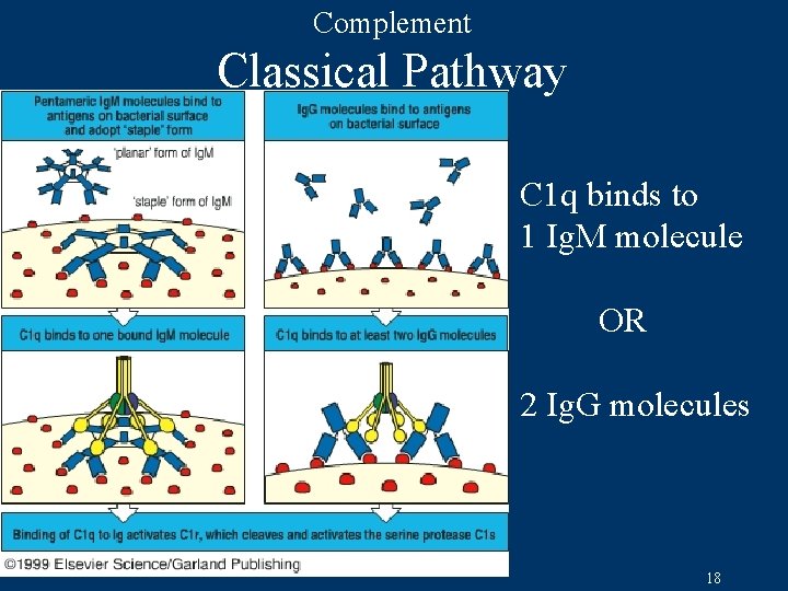Complement Classical Pathway C 1 q binds to 1 Ig. M molecule OR 2
