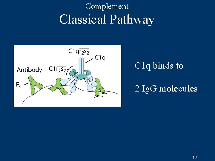 Complement Classical Pathway C 1 q binds to 2 Ig. G molecules 19 