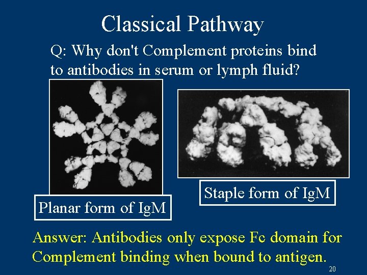 Classical Pathway Q: Why don't Complement proteins bind to antibodies in serum or lymph