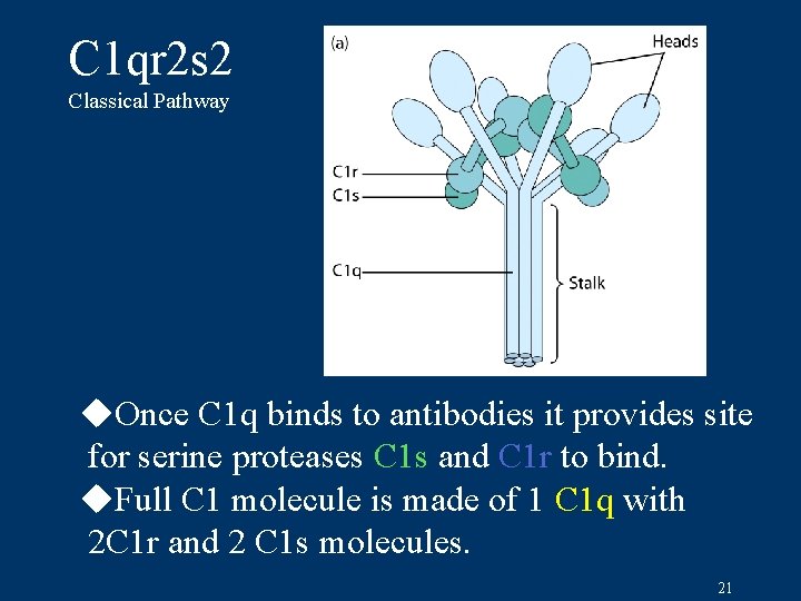 C 1 qr 2 s 2 Classical Pathway u. Once C 1 q binds