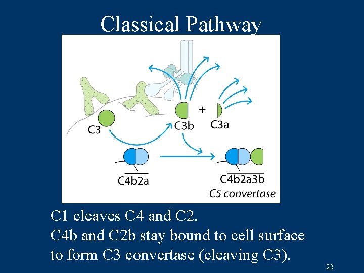 Classical Pathway C 1 cleaves C 4 and C 2. C 4 b and