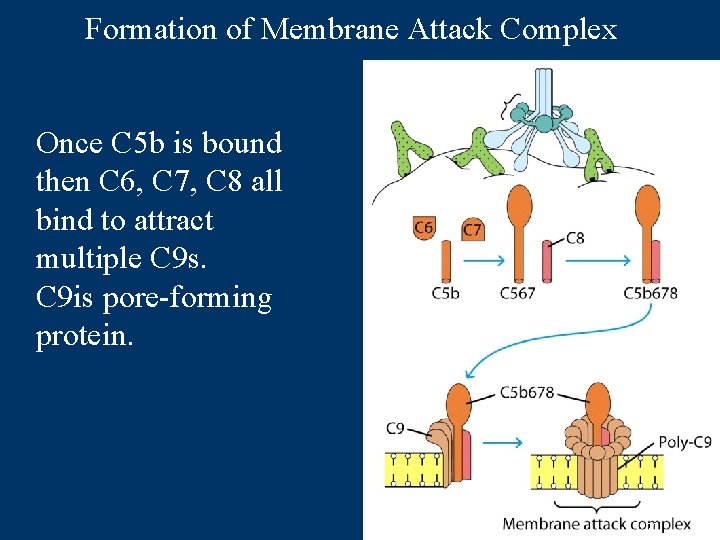 Formation of Membrane Attack Complex Once C 5 b is bound then C 6,