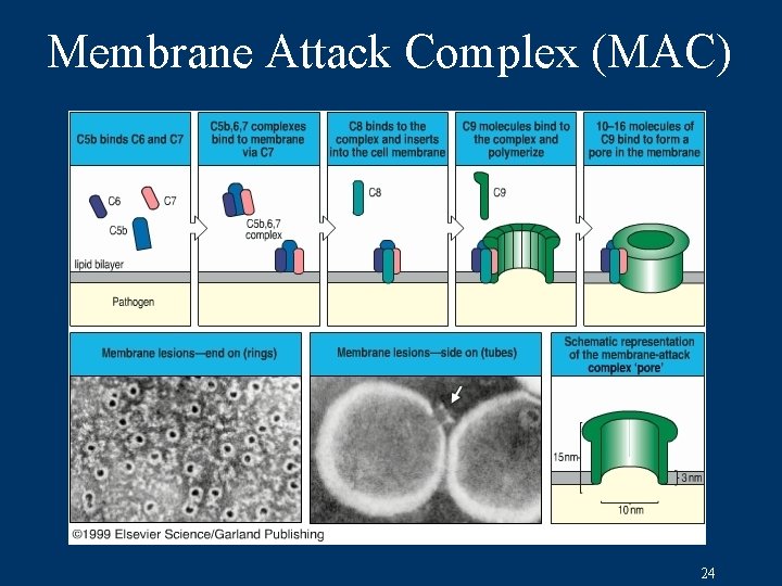 Membrane Attack Complex (MAC) 24 