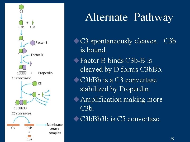 Alternate Pathway u C 3 spontaneously cleaves. C 3 b is bound. u Factor