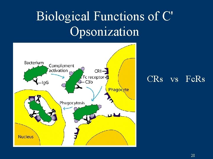 Biological Functions of C' Opsonization CRs vs Fc. Rs 28 