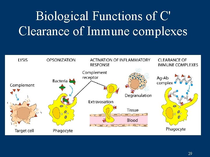 Biological Functions of C' Clearance of Immune complexes 29 