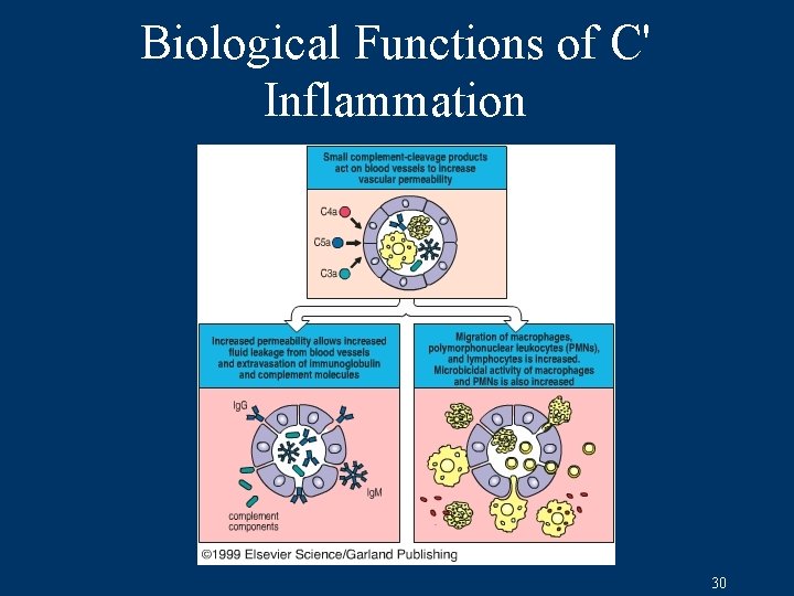 Biological Functions of C' Inflammation 30 