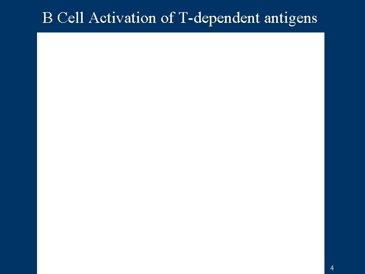 B Cell Activation of T-dependent antigens 4 