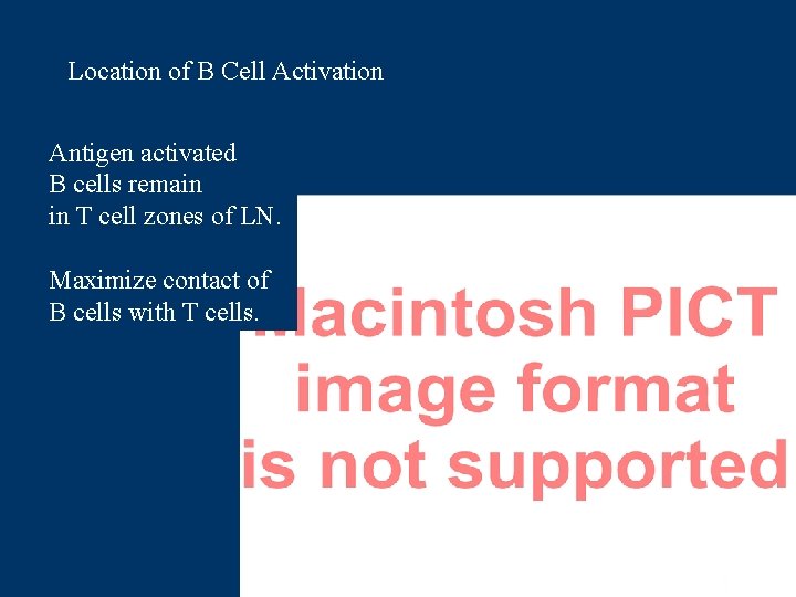 Location of B Cell Activation Antigen activated B cells remain in T cell zones