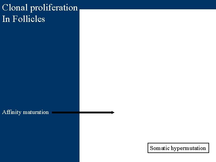 Clonal proliferation In Follicles Affinity maturation Somatic hypermutation 7 