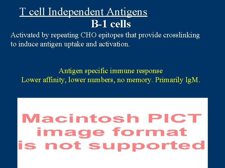T cell Independent Antigens B-1 cells Activated by repeating CHO epitopes that provide crosslinking
