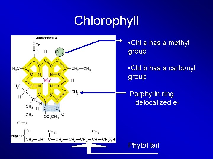 Chlorophyll • Chl a has a methyl group • Chl b has a carbonyl