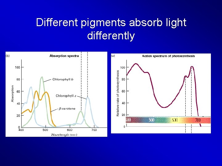 Different pigments absorb light differently 