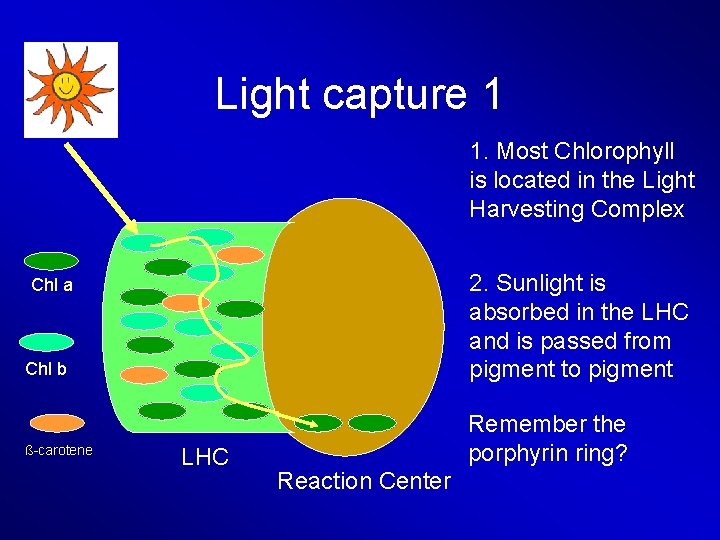 Light capture 1 1. Most Chlorophyll is located in the Light Harvesting Complex 2.