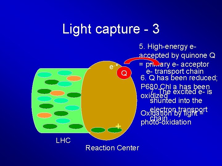 Light capture - 3 e -* Q + LHC Reaction Center 5. High-energy eaccepted