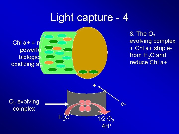 Light capture - 4 8. The O 2 evolving complex + Chl a+ strip