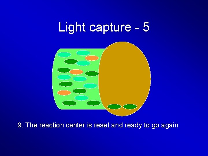 Light capture - 5 9. The reaction center is reset and ready to go