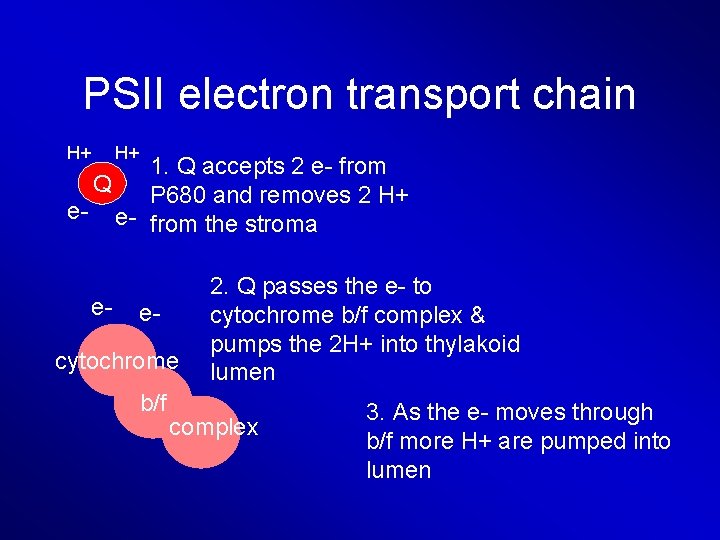 PSII electron transport chain H+ H+ 1. Q accepts 2 e- from Q P