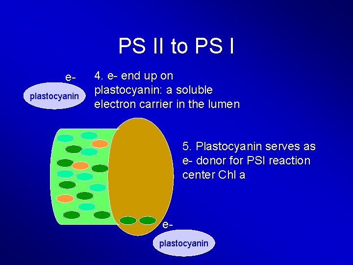 PS II to PS I eplastocyanin 4. e- end up on plastocyanin: a soluble