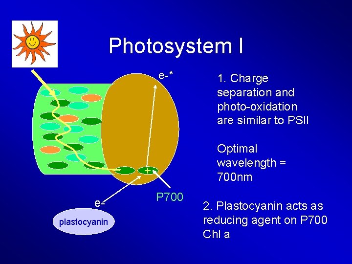 Photosystem I e-* Optimal wavelength = 700 nm + eplastocyanin 1. Charge separation and