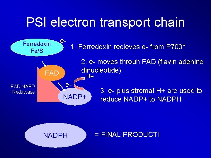 PSI electron transport chain Ferredoxin Fe/S e- 1. Ferredoxin recieves e- from P 700*