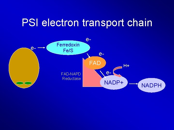 PSI electron transport chain e- Ferredoxin Fe/S ee. FAD-NAPD Reductase H+ e. NADP+ NADPH