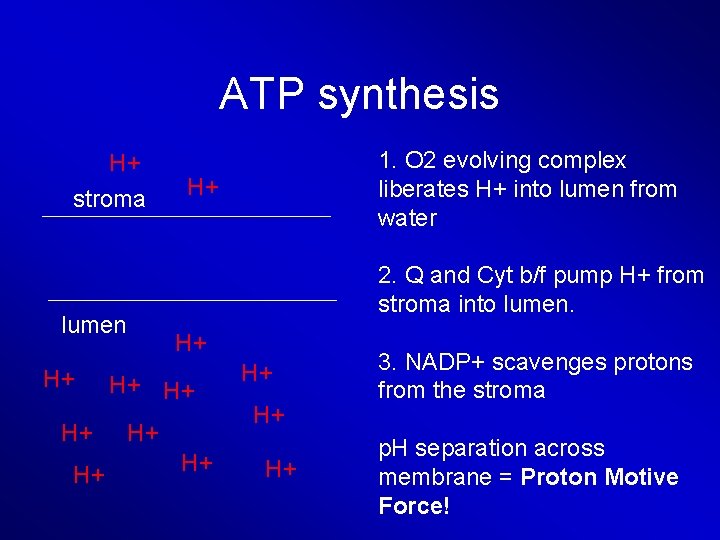 ATP synthesis H+ stroma H+ H+ H+ 2. Q and Cyt b/f pump H+