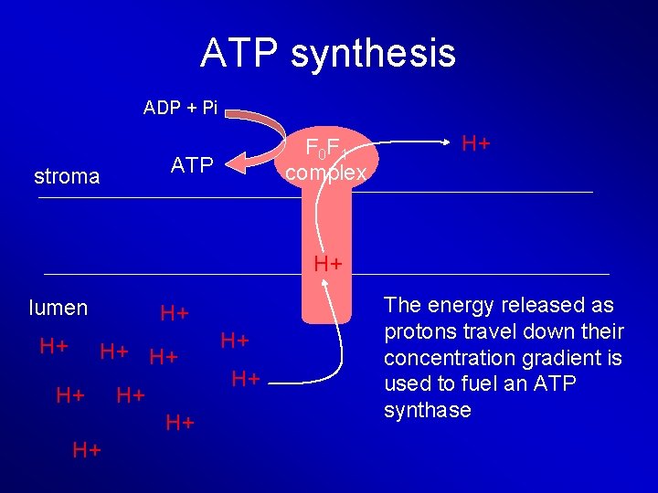 ATP synthesis ADP + Pi F 0 F 1 complex ATP stroma H+ H+