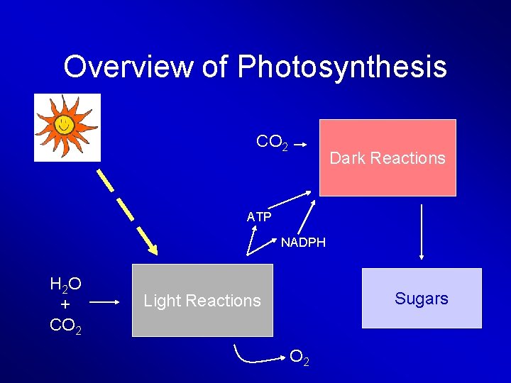 Overview of Photosynthesis CO 2 Dark Reactions ATP NADPH H 2 O + CO