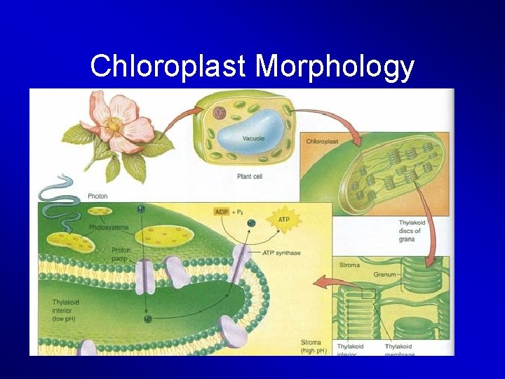 Chloroplast Morphology 