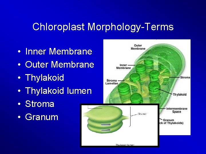 Chloroplast Morphology-Terms • • • Inner Membrane Outer Membrane Thylakoid lumen Stroma Granum 